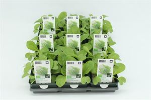 Bild von Kool. Chinese kool